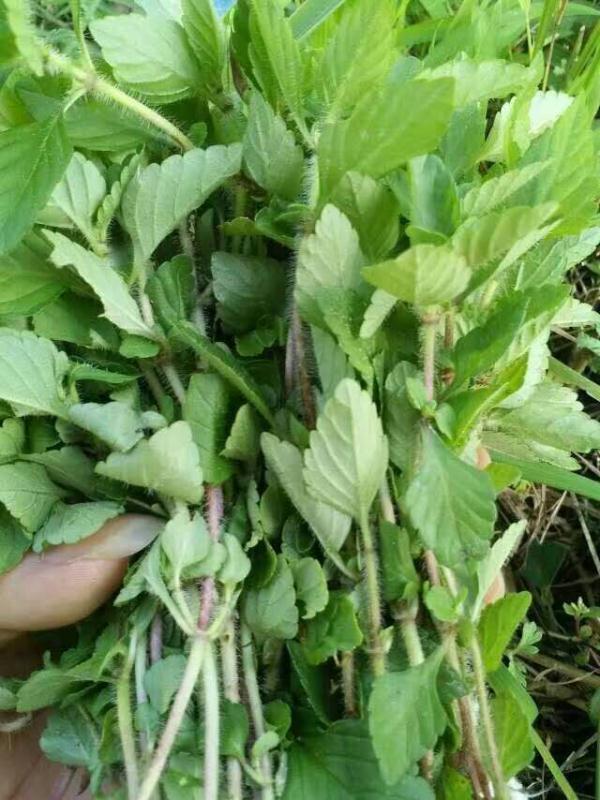 藏在大山深处的美味—侗族烧鱼