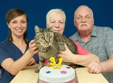刚过完31岁生日的世界最长寿猫，去年还差点挂了