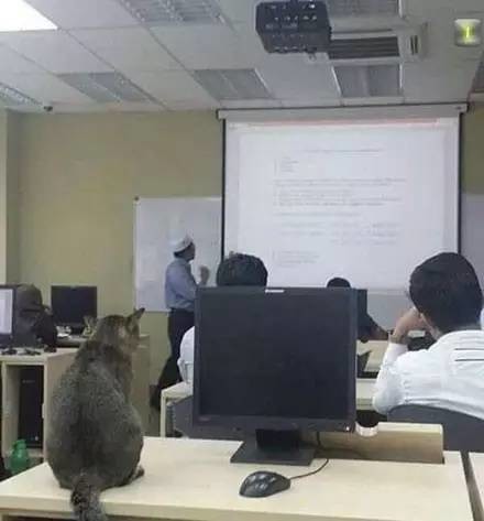 闯入教室的猫咪，一开始还认真听课，但没过一会儿后...