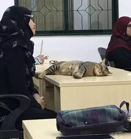 闯入教室的猫咪，一开始还认真听课，但没过一会儿后...