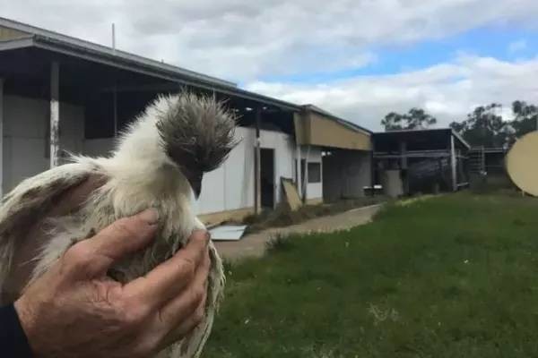 华人多了,澳洲的乌骨鸡根本不够吃!