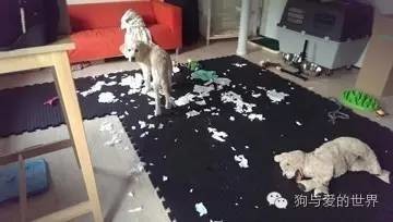 培养一只不拆家的狗狗,到底有多难?