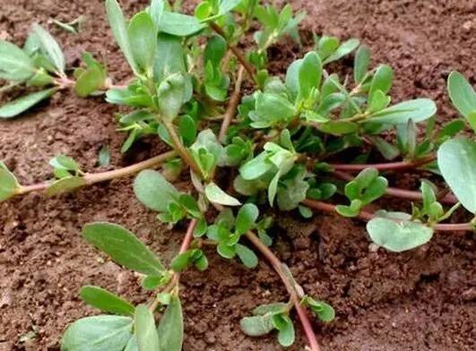 马齿苋:名副其实的长寿菜