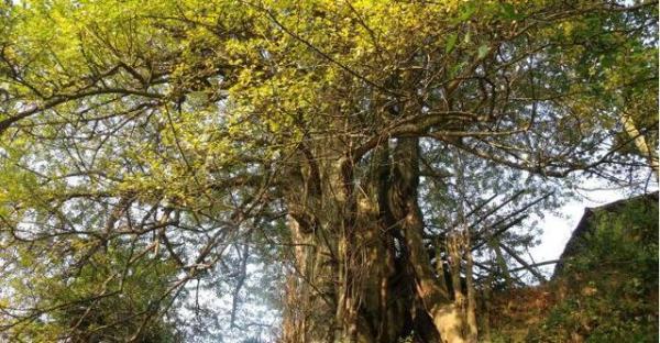 湖南第一古树2500年树龄 春秋战国时期就种下