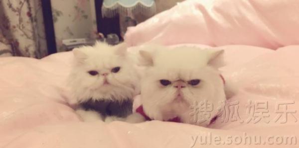 范冰冰晒宠物猫曝闺房照李晨竟睡这么粉的床?