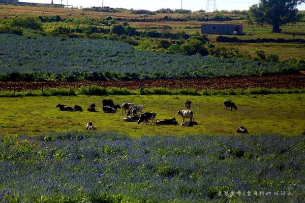 走进墨西哥:真正的墨西哥鸡肉卷长啥样