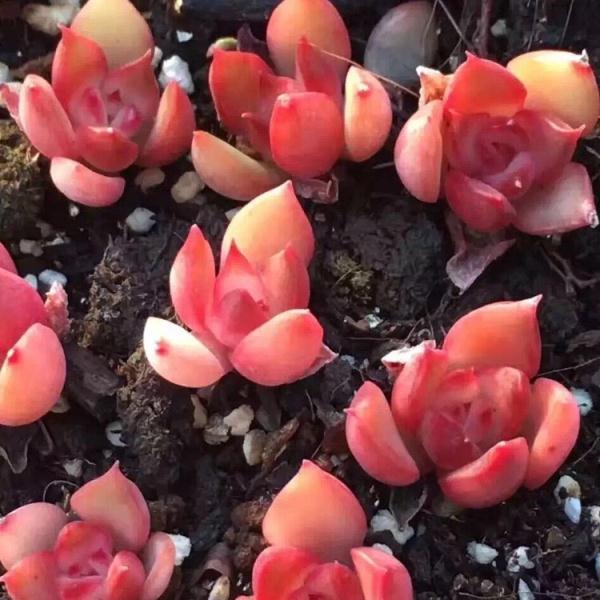 如何省掉昂贵的代购费便可拥有韩国多肉