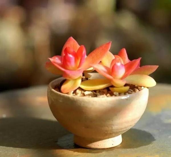 如何省掉昂贵的代购费便可拥有韩国多肉