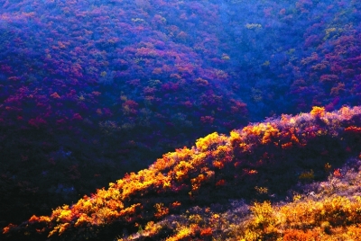 一片片红叶，惊艳了多少江山