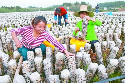 产业扶贫拔“穷根”