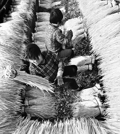 小蒜黄成增收特色产业 _光明日报 _光明网