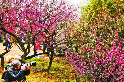 南京梅花山:梅花傲然绽放