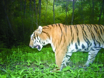 重建"森林之王"的家园——东北虎豹国家公园试点追踪图片