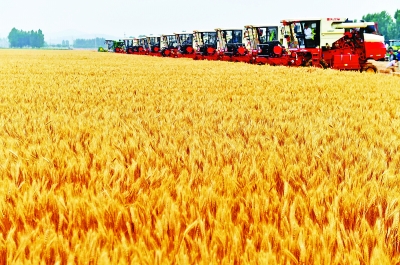 一粒小麦变身500种产品