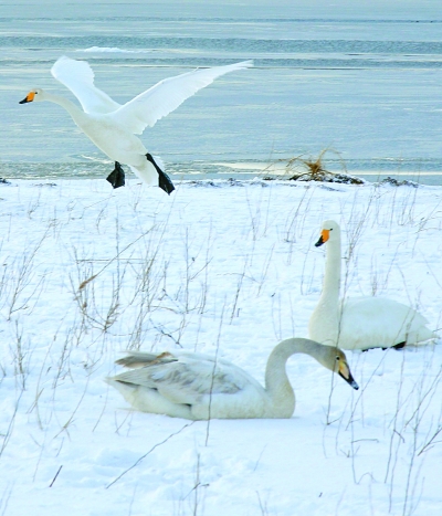 念入心中的诗 _光明日报 _光明网