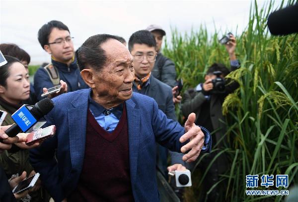 巨型稻2.2米高 中科院推出高产水稻新种质(1