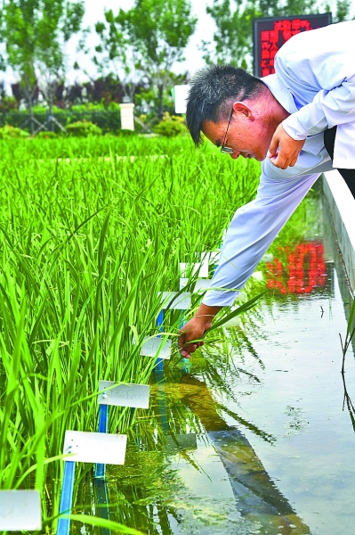 海水稻材料长势良好