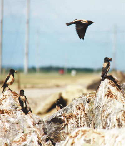 新疆伊宁：为了数千只粉红椋鸟的安心繁殖