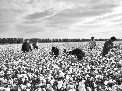 新疆：有机生物型水溶肥助棉增产