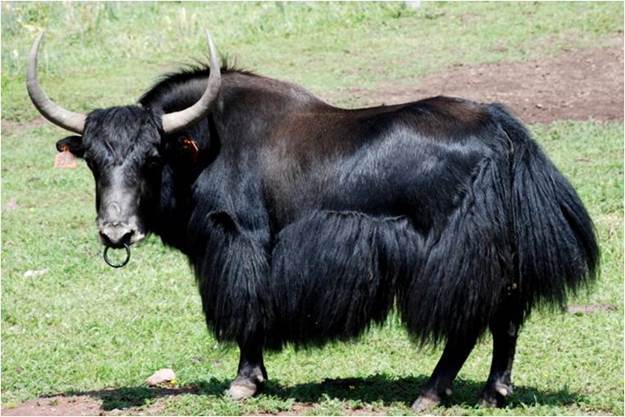 解密西藏高原之舟--牦牛