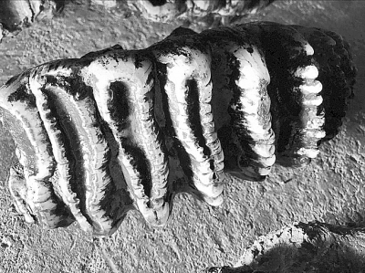 陕西汉中天坑群溶洞首次发现剑齿象化石