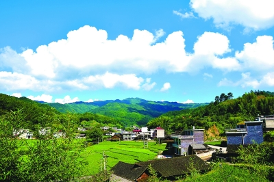 在蓝天白云映衬下,嫩绿的禾苗,褐色的瓦屋顶,共同呈现一幅美丽村庄