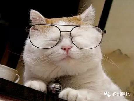 怎么看小猫是不是死了 2256469668872499652.jpg