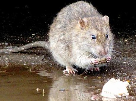英国惊现超级巨鼠,体长1米2重11公斤!