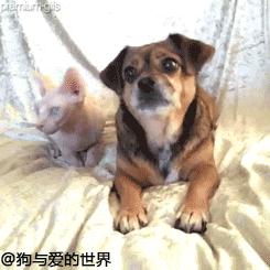 什么是舔狗什么是深情 7066828104072082104.jpg