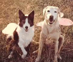 什么是舔狗什么是深情 8407272086085324101.jpg