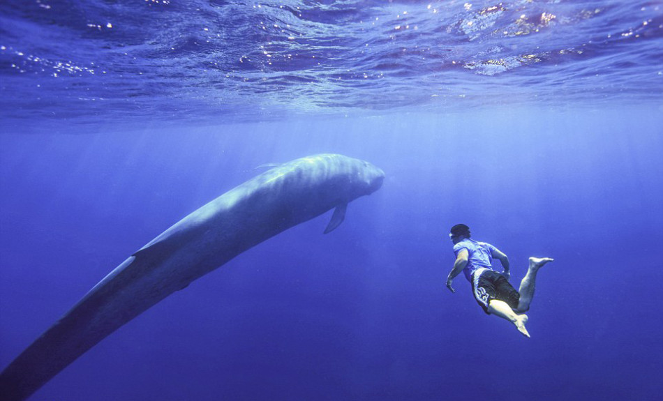 无人机抓拍男子与蓝鲸齐游惊险画面