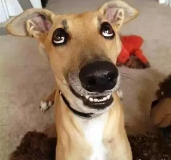 狗狗也有自己的心事吧 4336034428262630373.jpg