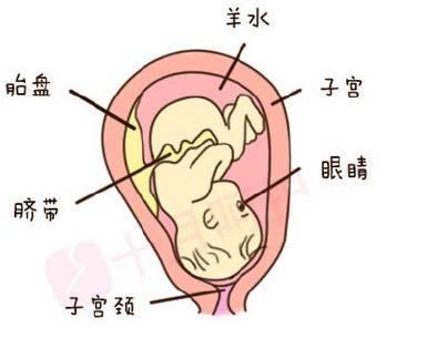 怀孕2个月胎儿图b超图片