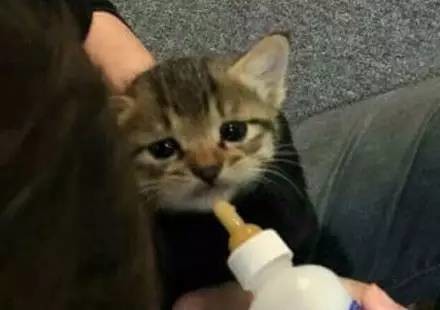 怎么样才可以领养一只免费的小猫 6991142991755916470.jpg