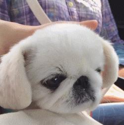 立耳狗耳距大好吗 6138915754792893361.jpg