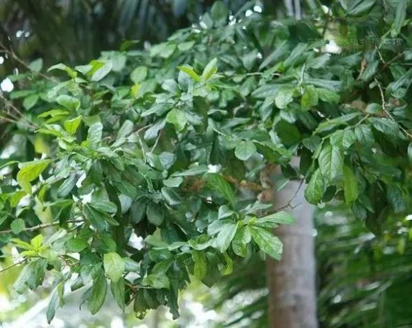 树是翘舌还是平舌 31685119763629420.jpg