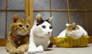 怎么选猫咪有什么技巧和方法 7186279434299329754.jpg