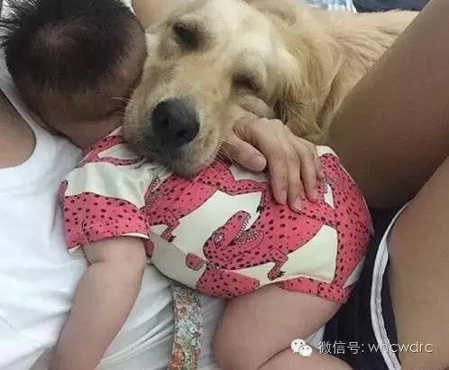 狗为啥怕小主人 3289095132784249170.jpg
