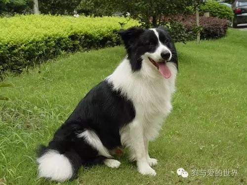 边牧是什么品种狗 3878903999473862950.jpg