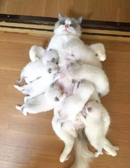 一只猫生了16只小猫每次喂奶都是一脸的生无可恋