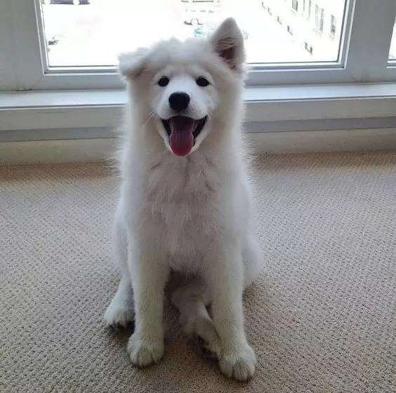 立耳朵的狗叫什么 8762672952048962691.jpg