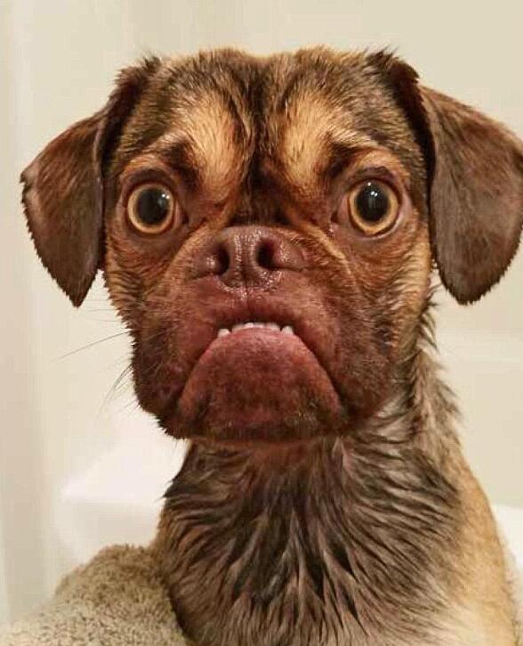 如何成为网红宠物 5502132576665485335.jpg