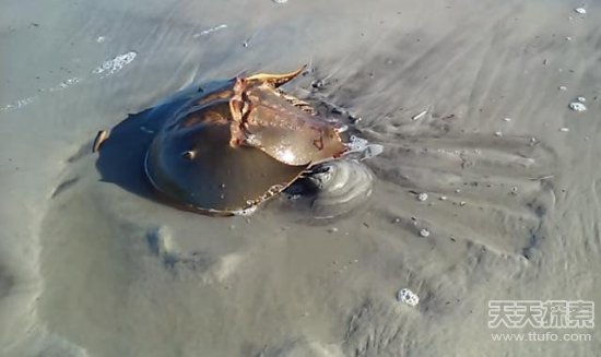 蓝色血动物 6748123252734709633.jpg