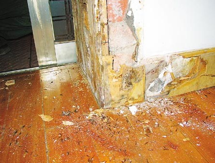 男子月租9万洋房遭白蚁肆虐欲解约却被反诉 - 李先生 白蚁 房东 房屋