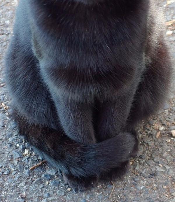 网友在停车场附近发现了一只黑猫,走近一看,却被它的尾巴.