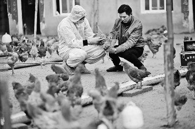 畜牧检疫人员走进养鸡场