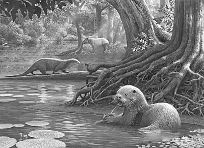 巨型水獭化石再揭新种起源之谜