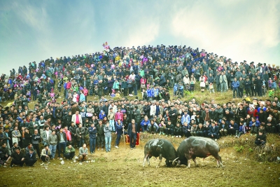 苗族鼓藏节里的斗牛文化