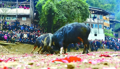 苗族鼓藏节里的斗牛文化