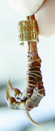 爱护鸟儿，就给它戴上环志吧